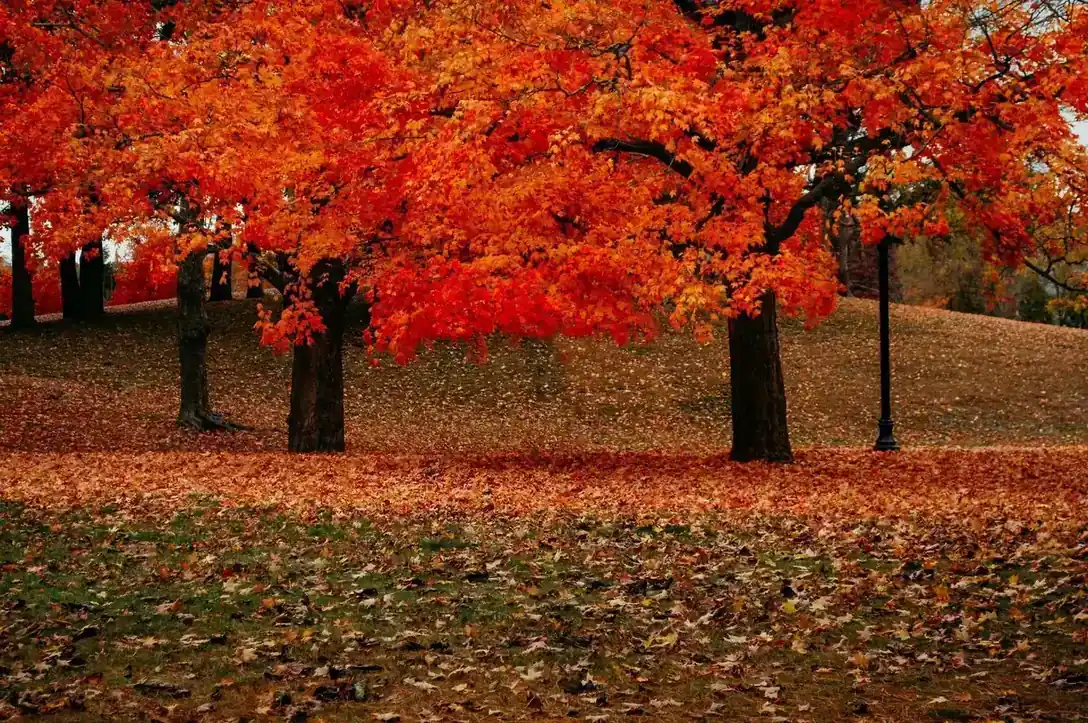 How to Prep Your MA Yard for Winter: 15-Step Checklist